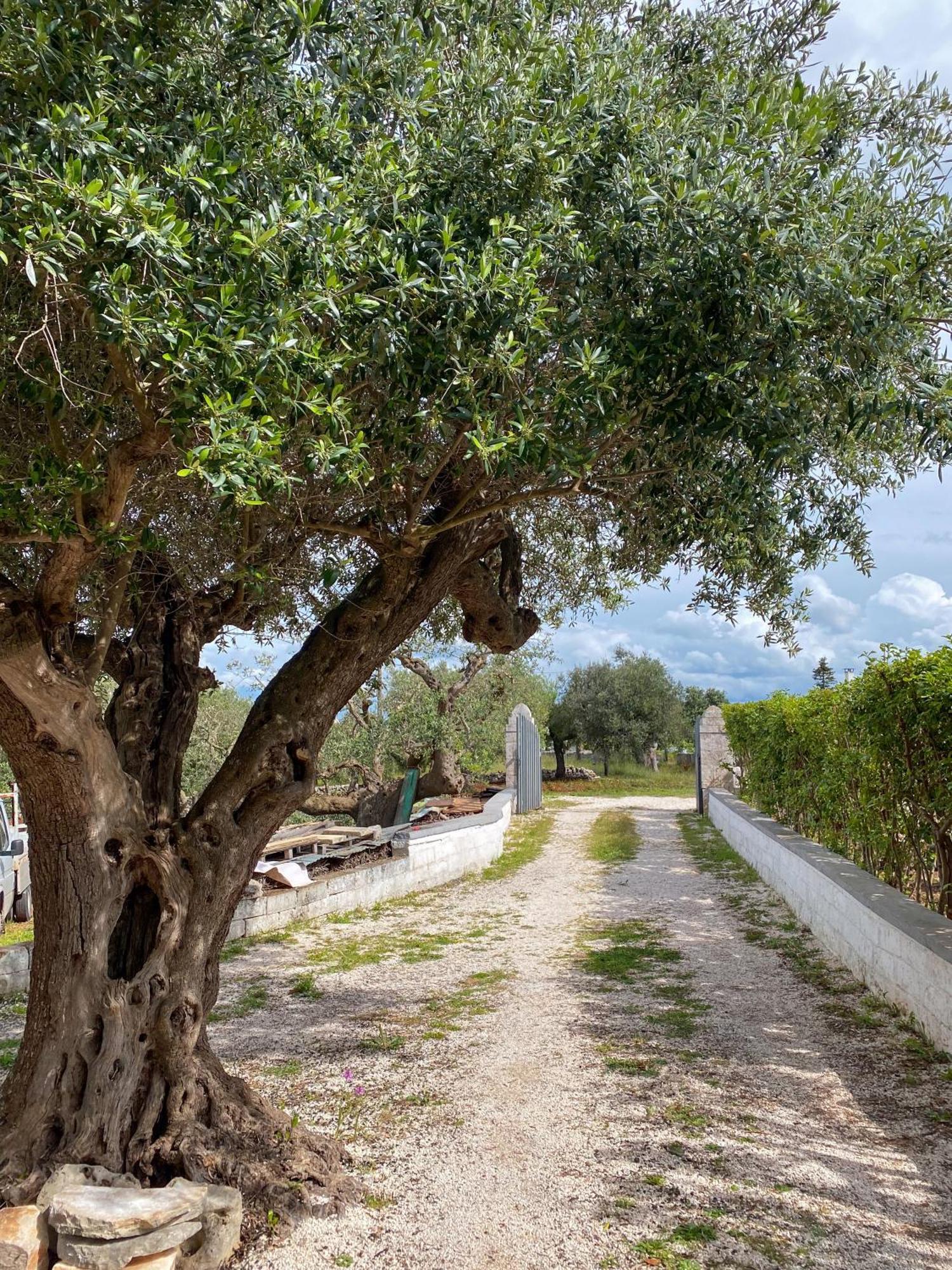 Ferienwohnung Trullo Pinto Locorotondo Exterior foto